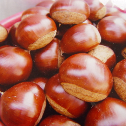 밤 삶는 방법 효능