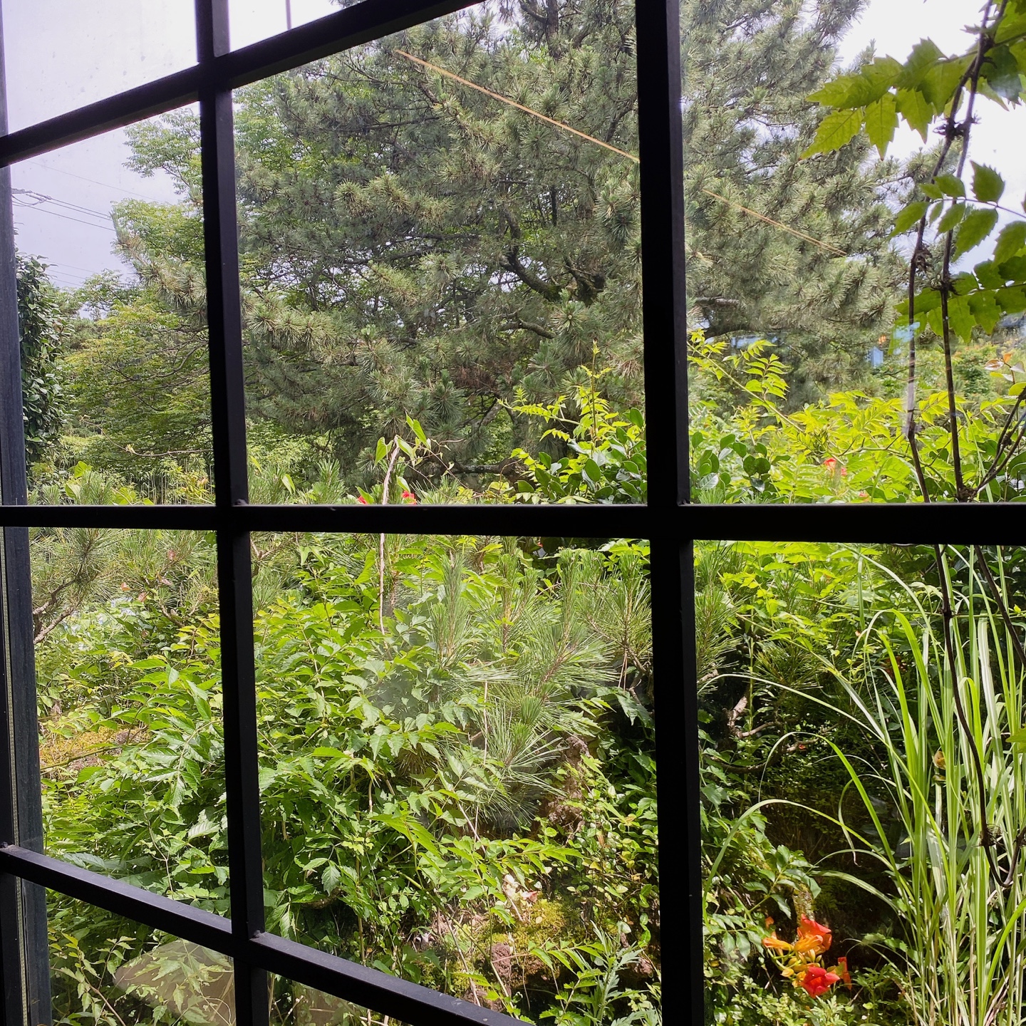 제주 노형동 러브랜드 정원카페 미스틱3도 피크닉 한라봉 흑돼지