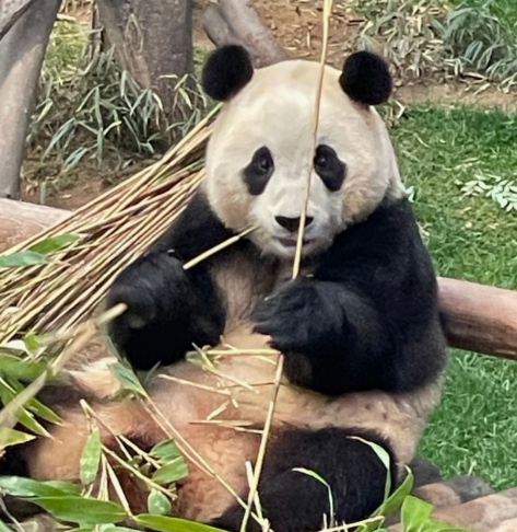 판다