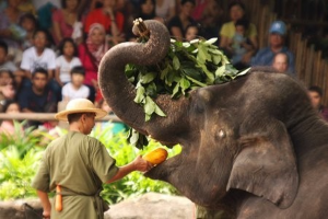 싱가포르 여행 추천 싱가포르 동물원