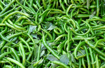 고추모종 심는 시기&amp;#44; 왜 이리들 궁금해할까 2