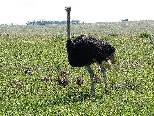 타조-나오는-꿈-해몽