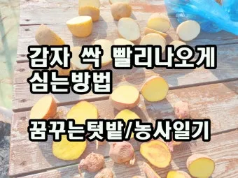 감자 싹나는 시기 파종 시기_20