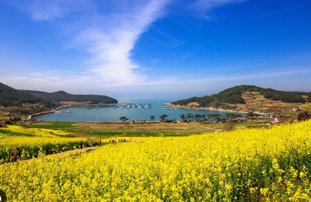 완도 청산도 가을 산책 코스 추천