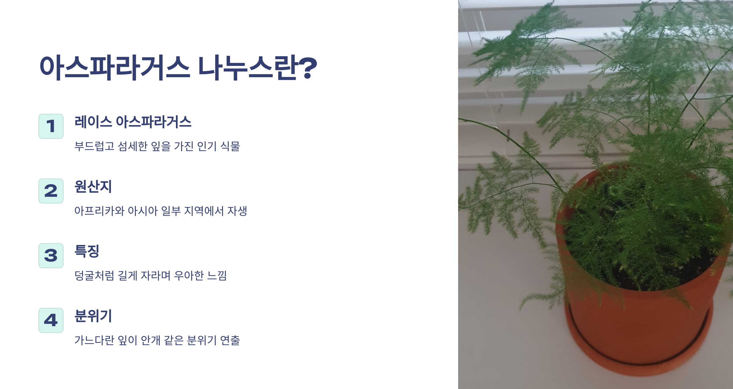 아스파라거스 나누스