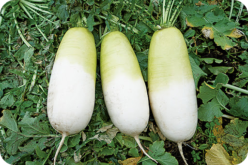 소고기무돌돌레시피2