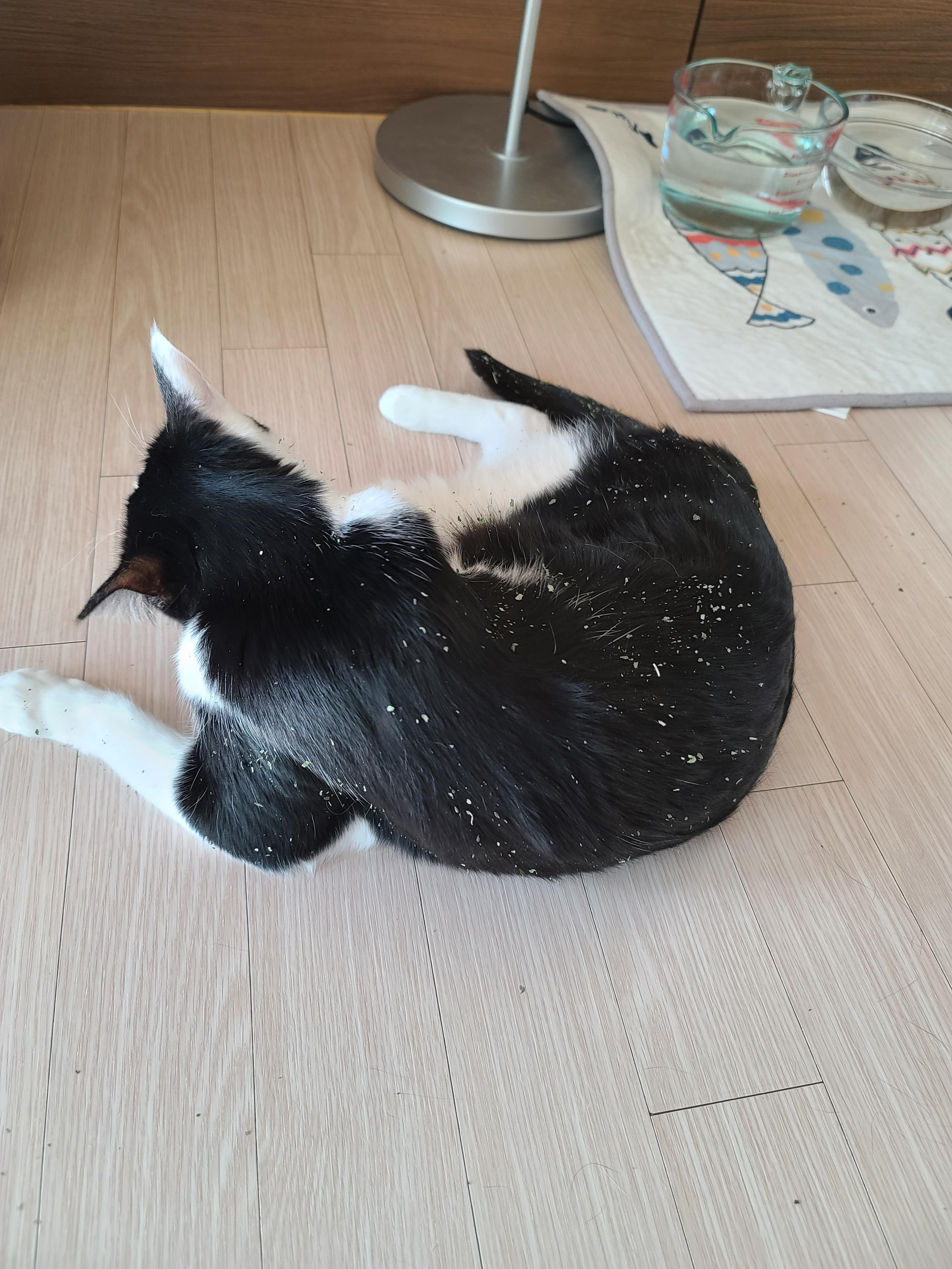 캣닢파티중인 고양이들