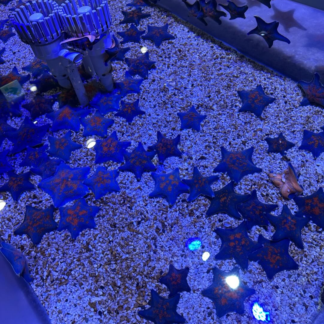 불가사리 체험 터치 풀 아르티스 테마파크 아이 체험 공간