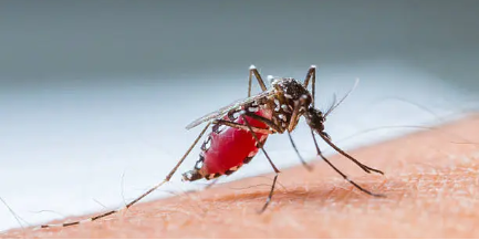 말라리아 모기