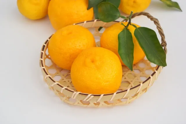 유자차 면역 기능 유지 효능