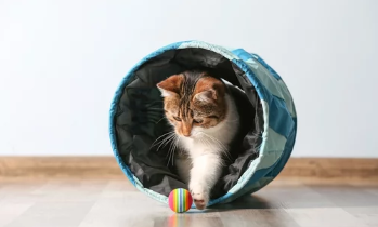 고양이 운동방법/출처:어도비스톡