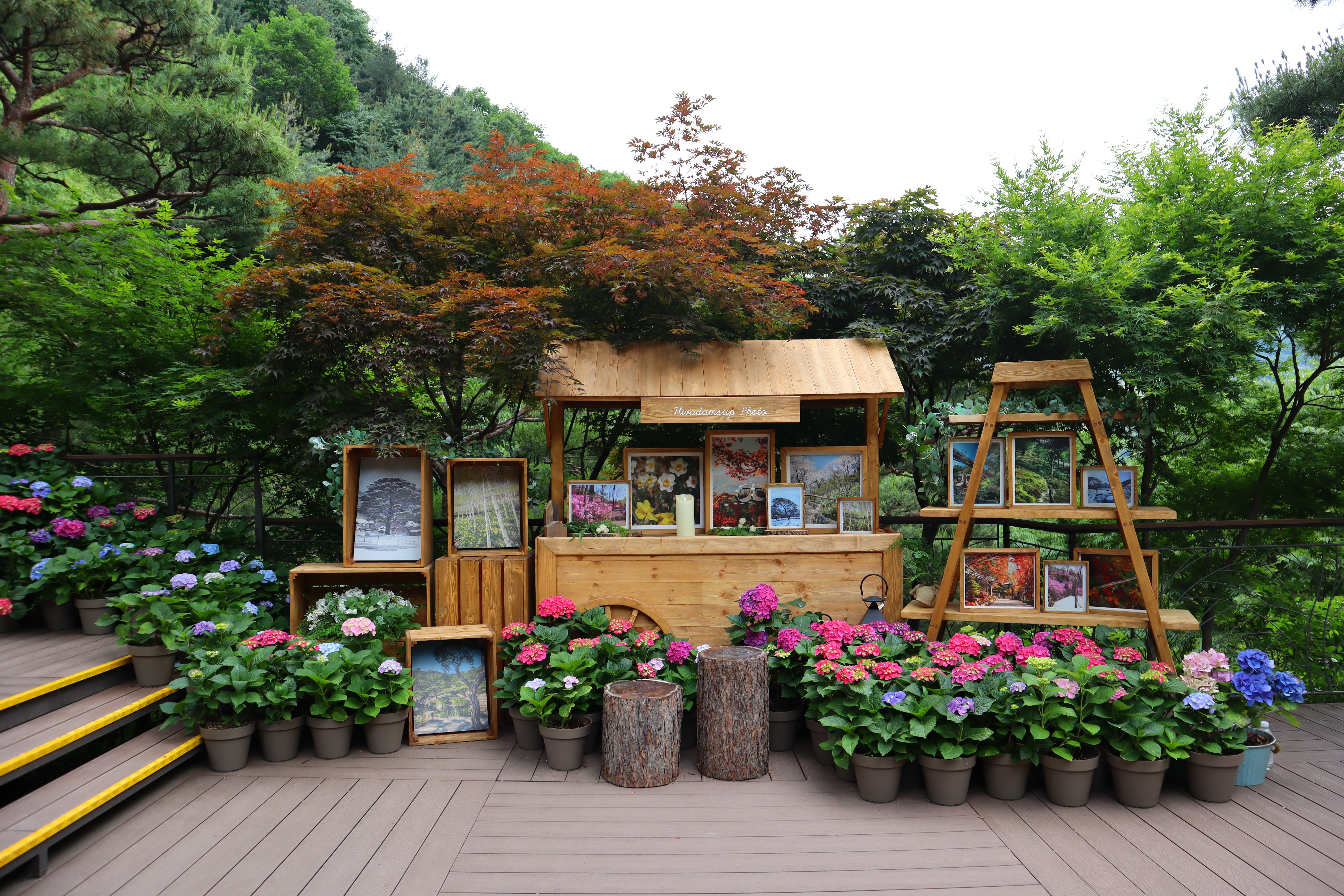 화담숲 여름 수국 축제 사전예약 바로가기