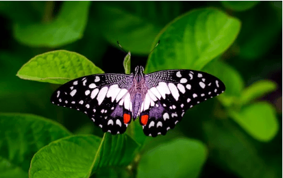 함평 나비축제 기간 및 입장료