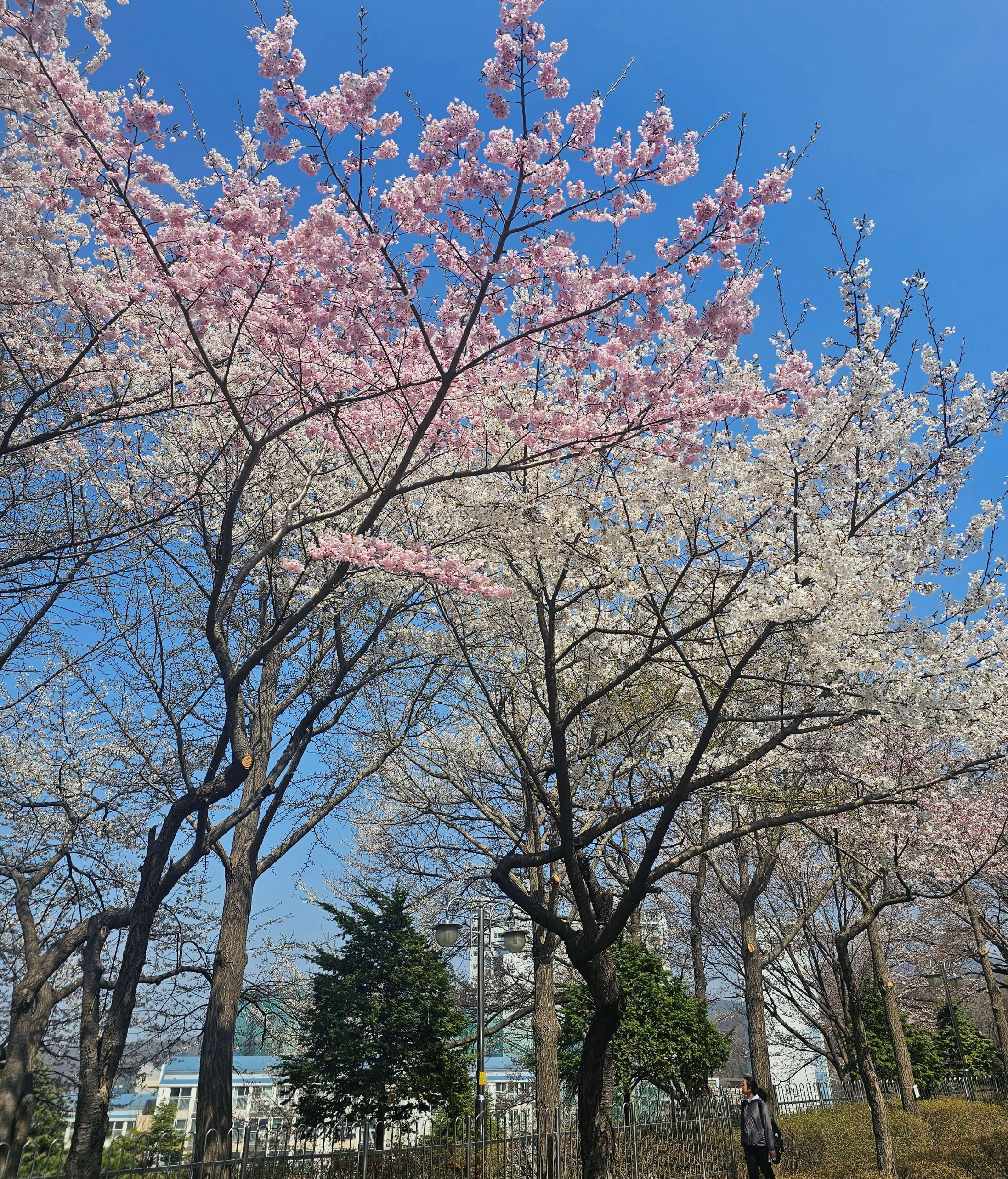 2026- 서울대공원- 벚꽃축제 -실시간- 현황 -4월 5일- 만개- 시기 -5
