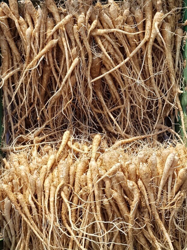 도라지(도라지차, 도라지청) 효능 9가지 및 부작용과 주의사항