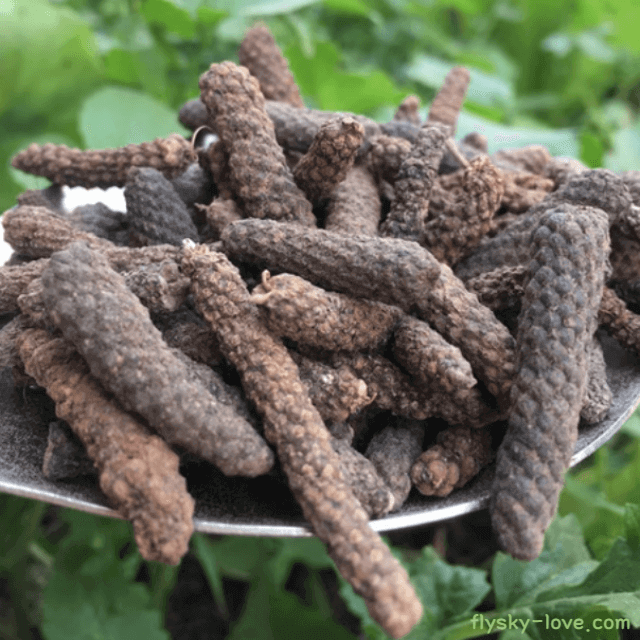 진통 작용에 효과적인 필발