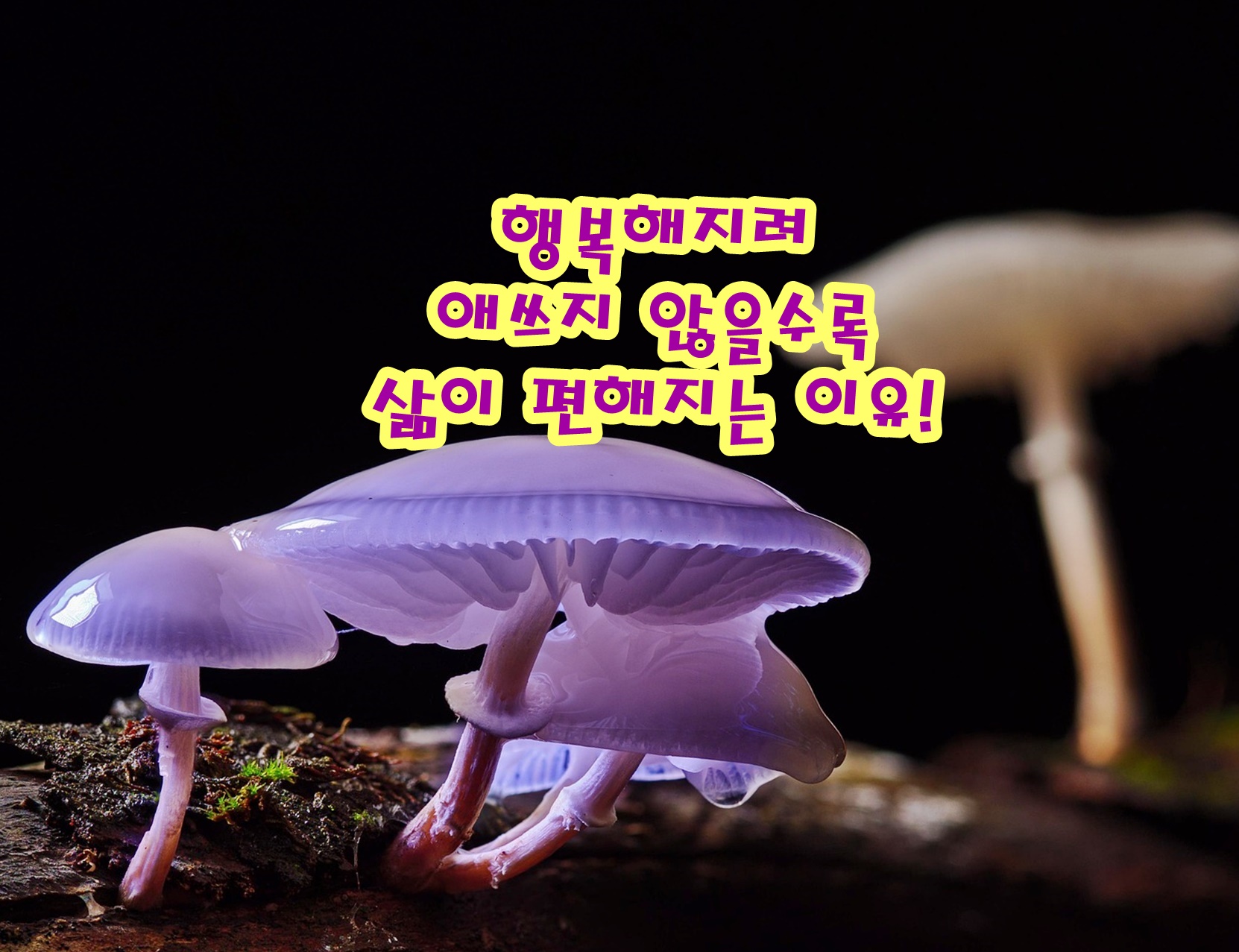 행복해지려 애쓰지 않을수록 삶이 편해지는 이유!