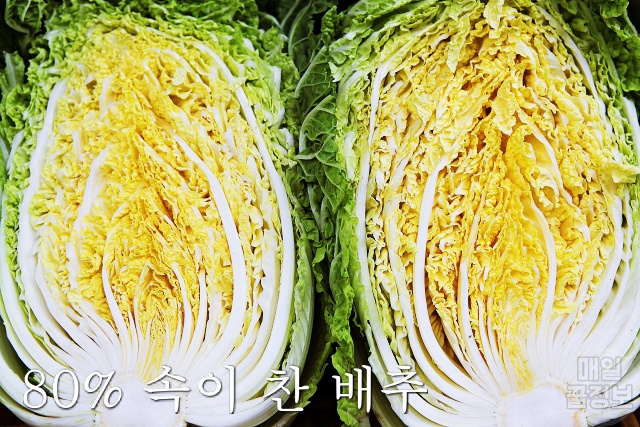맛있는 김장배추 고르는법,절임배추 고르기 가격,김장 김치,김치냉장고