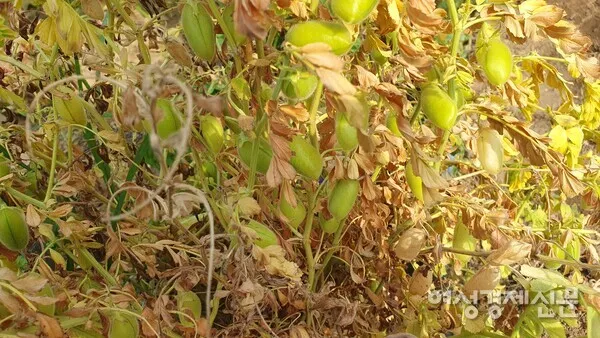 병아리콩 재배 따뜻한 흙 파종 관리 물 절약_2