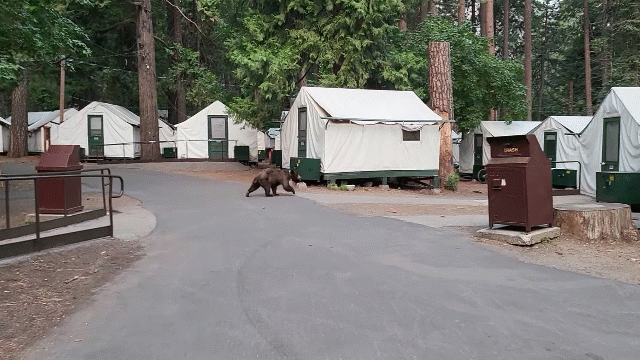요세미티국립공원의 곰