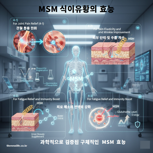 실험실 배경 속 인체 모형과 관절, 피부, 세포 구조를 보여주며 MSM 관절 통증 완화, 피부 탄력 개선, 피로 해소 및 면역력 강화 효능을 시각적으로 설명한 이미지.