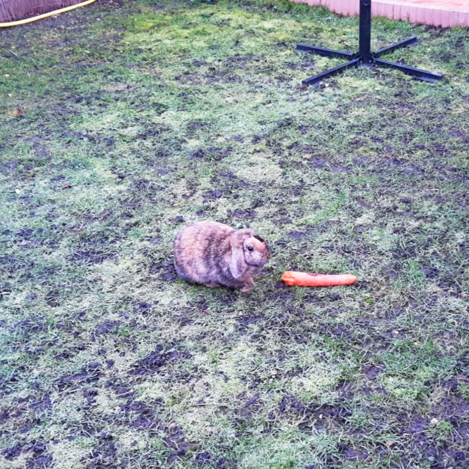 프랑스 숙소 앞 토끼와 당근