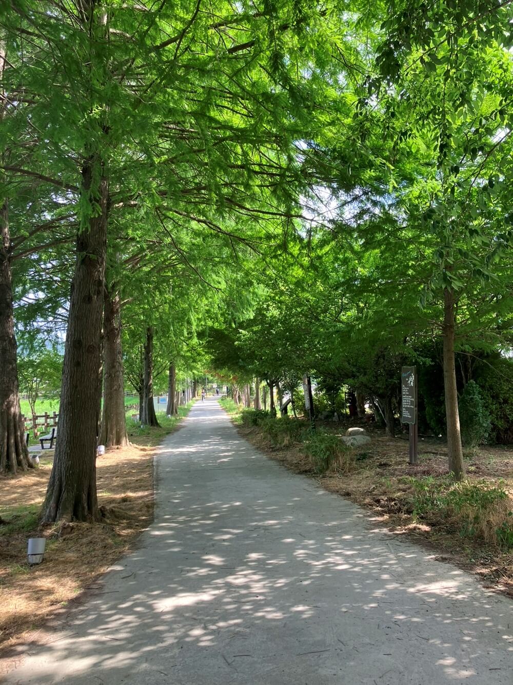 나무-시원한-그늘