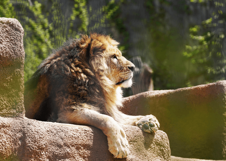 과천 서울대공원 다자녀 입장권 무료 (다둥이∙아이플러스 카드)ㅣ리프트 할인∙주차정보