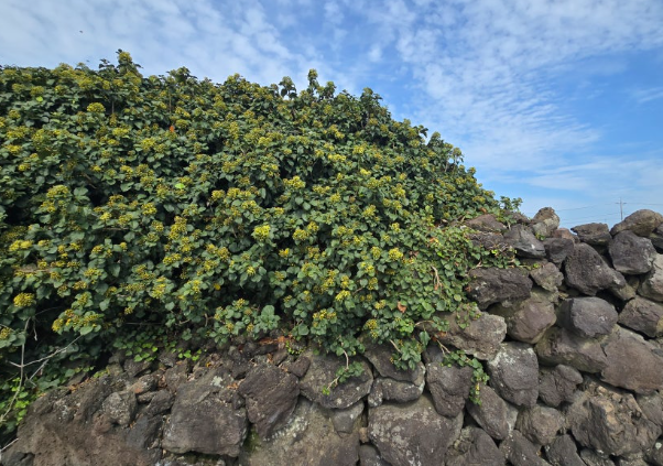 제주아이비타허니연구소 송악꽃꿀