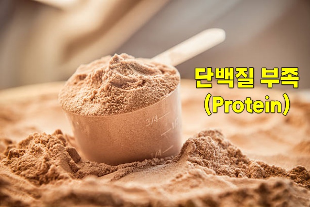 단백질 보충제, 단백질 부족 증상, 단백질 부족을 알리는 우리 몸의 7가지 신호, 건강 팁줌 매일꿀정보