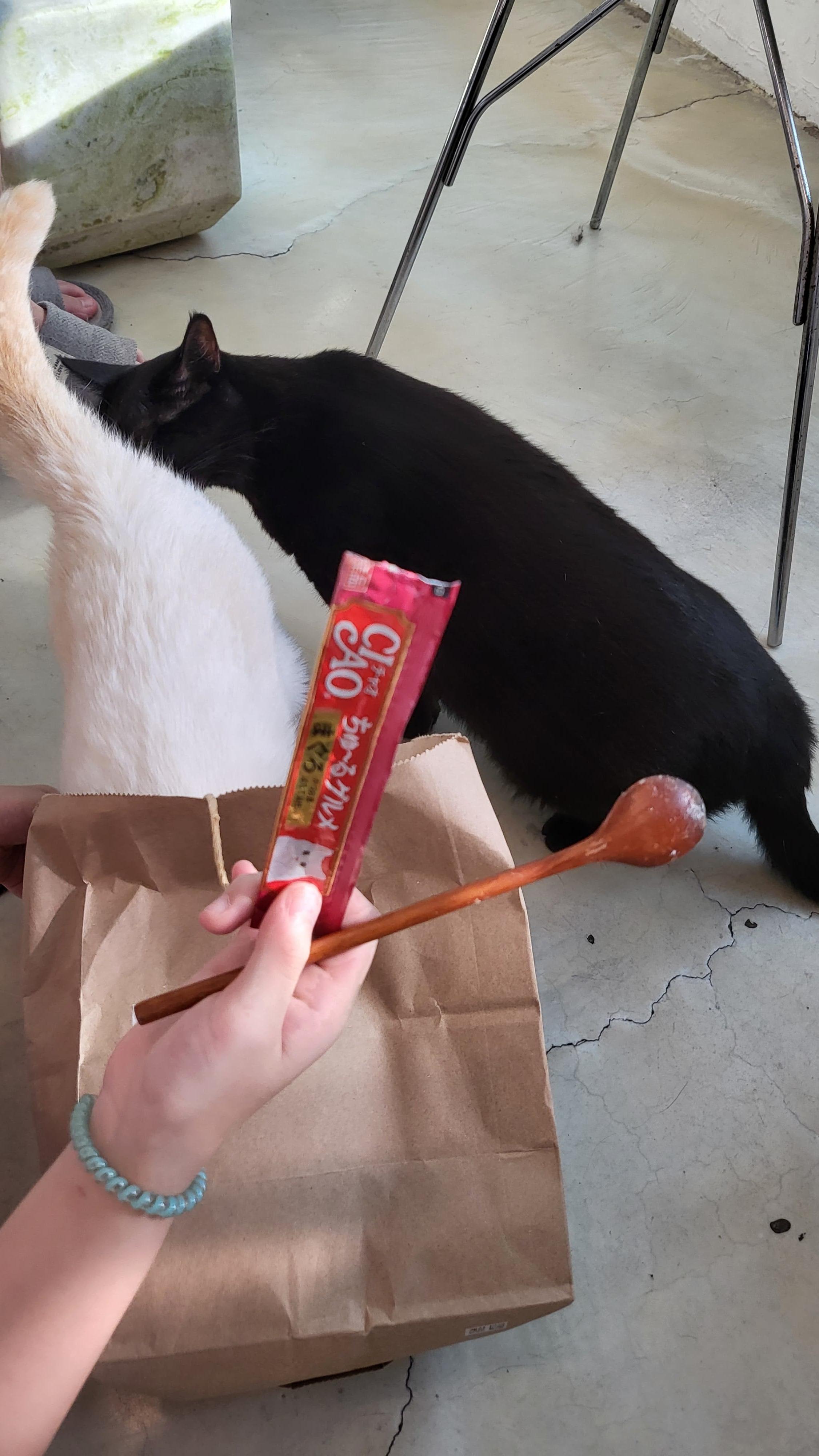 [강북구] 초등학생 딸과 함께 간 고양이 카페 후기-아이와 갈만한 힐링 장소 추천!