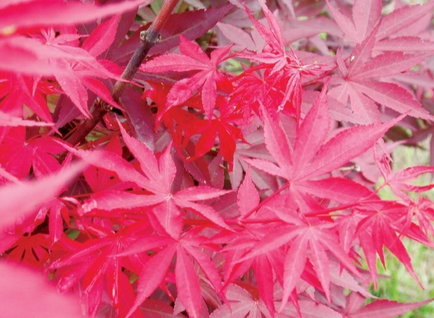 처음 시작하는 가드닝, 키우기 쉬운 정원수 BEST 10