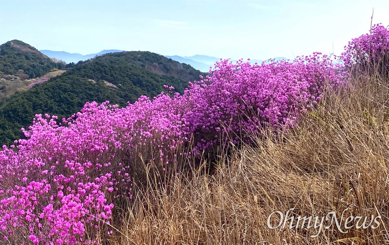 [4월 축제]화왕산 진달래❘4월 둘째주 주말 개화 상황, 방문 후기, 교통편, 맛집
