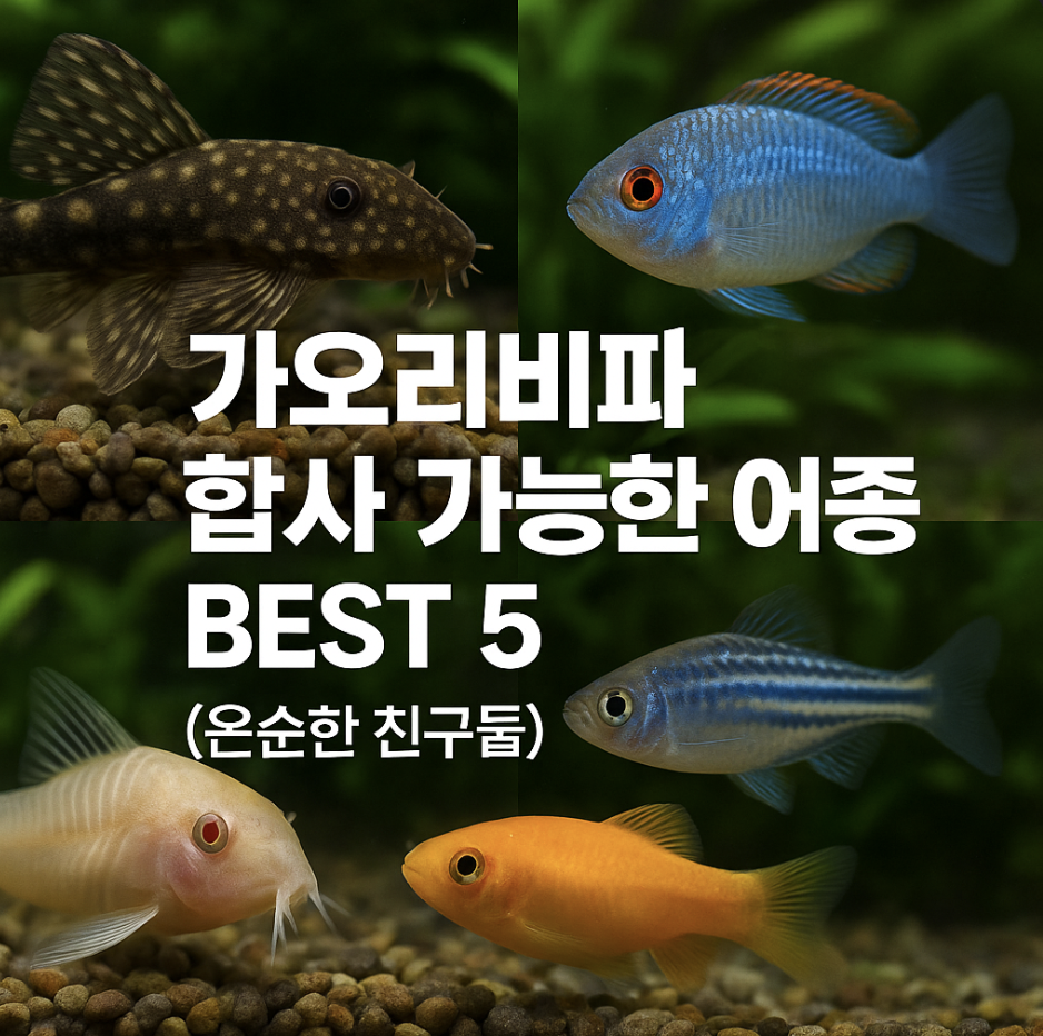 가오리비파 합사 가능한 어종 BEST 5 (온순한 친구들)