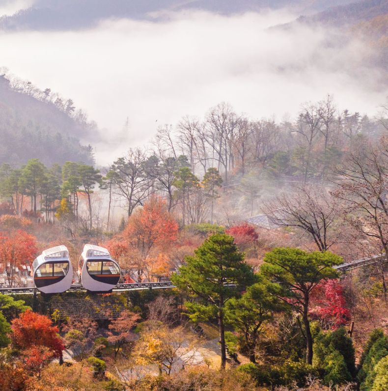 화담숲 벚꽃 개화시기 명소