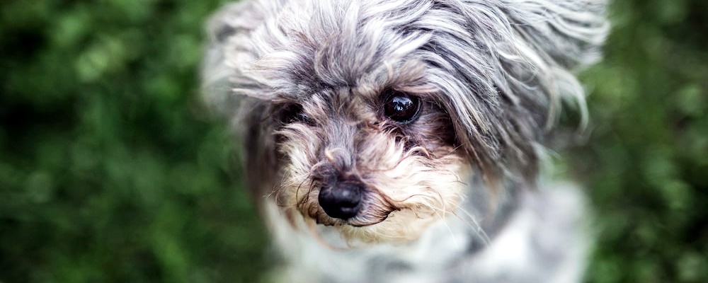 강아지 훈련 시키는 방법 6