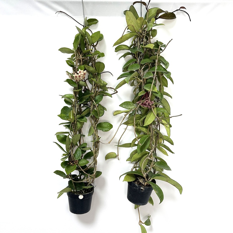 호야 키우기 수경재배 꽃피우기 물주기 꽃말