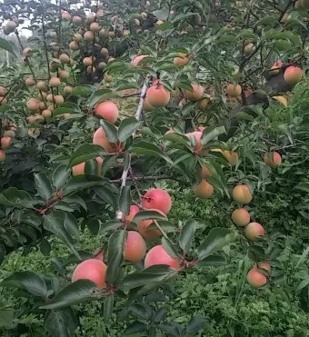 매실 재배 적과 타이밍 병충해 방제 수확 저장_13