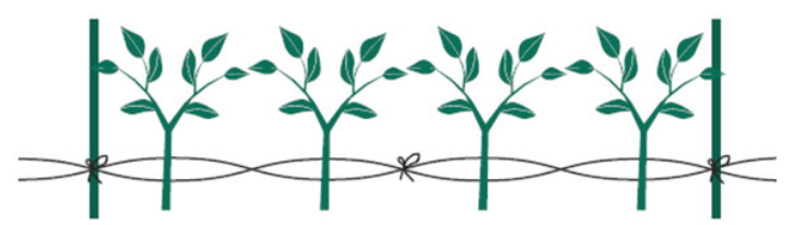 고추 지주 세우기