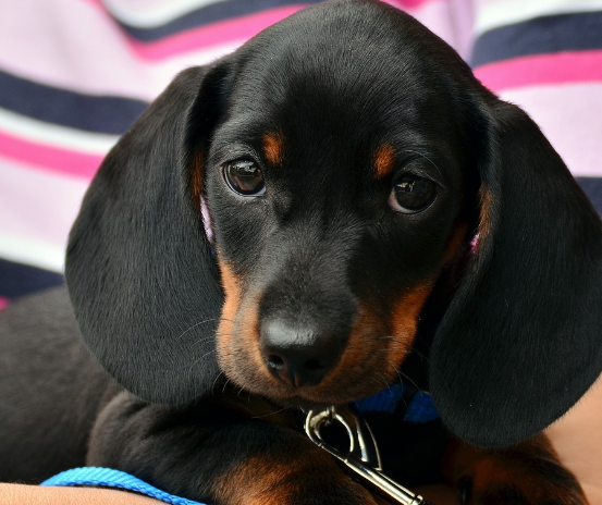 강아지 나이 계산법 및 평균 수명, 사람나이