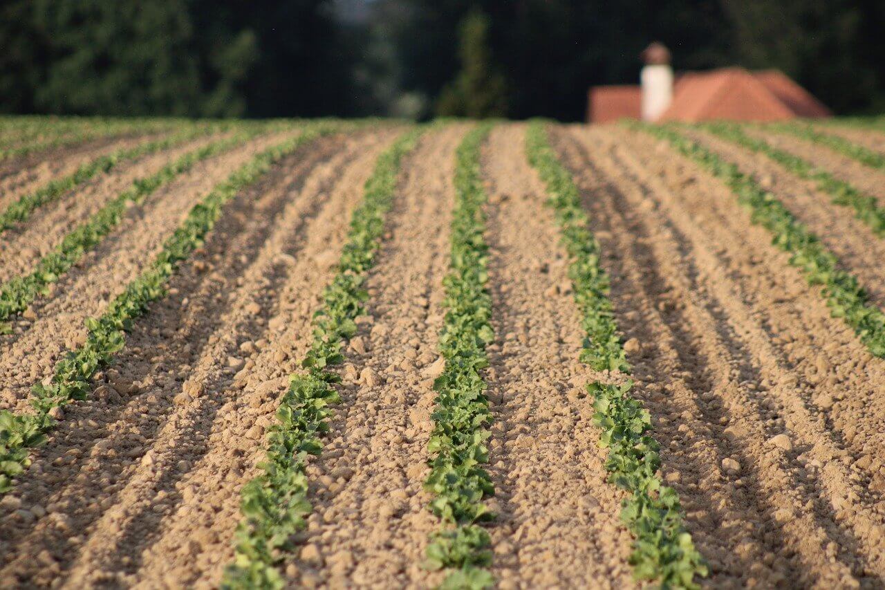 흙을 자주 뒤집을수록 문제가 생기는 환경적 원인