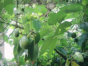 아보카도-효능-및-부작용