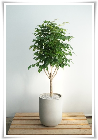 "녹보수 키우기" 집안에 행복과 행운을 불러오는 녹색의 보석 화초!