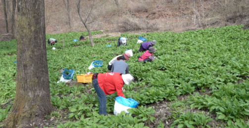 극한직업 명이나물