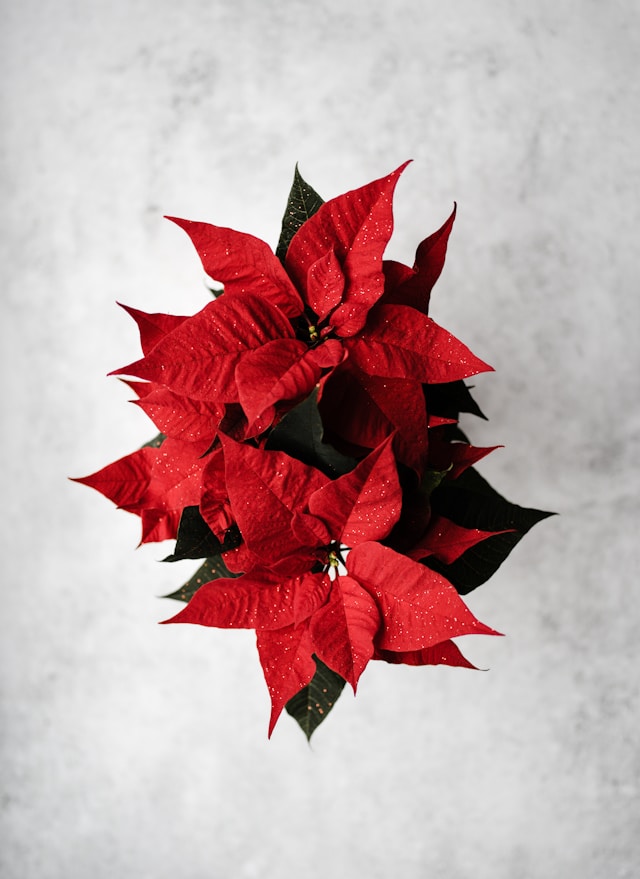 겨울 필수템! 가습기 크리스마스 선물 추천 BEST 7