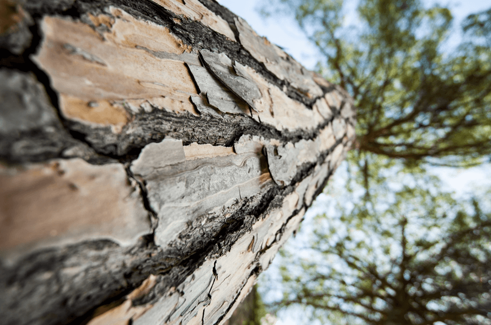 소나무를-아래에서-위로찍은-사진