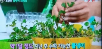 물냉이 재배 수경 재배 물 갈이 그늘 자리 잡기_7