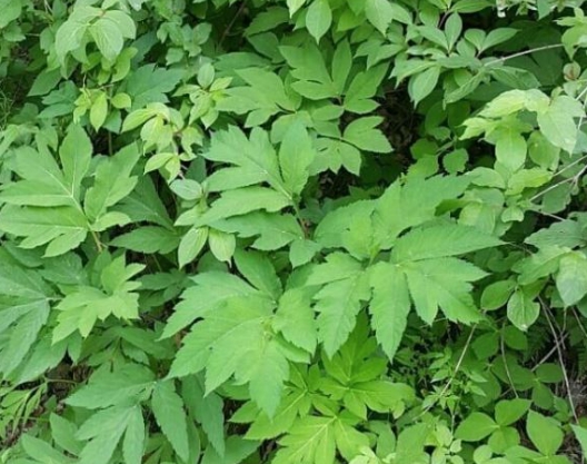 한국의 떡 종류 당귀떡