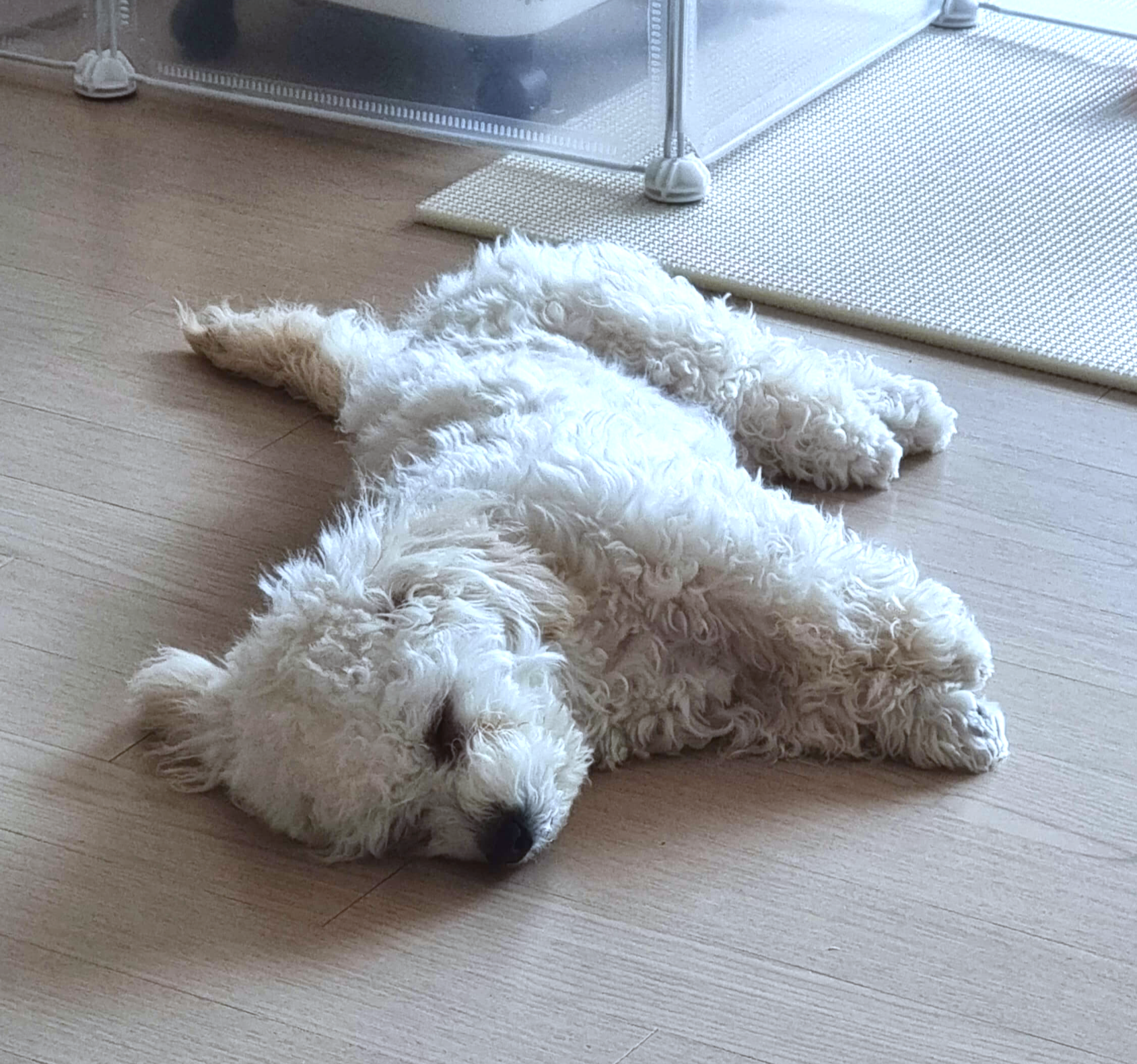 누워서 자고 있는 강아지