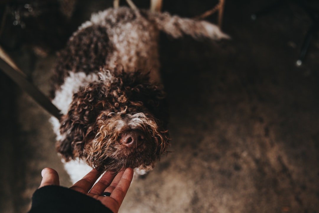 'Pet'